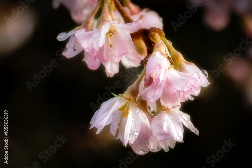 Close up of raindrops on pink blossom