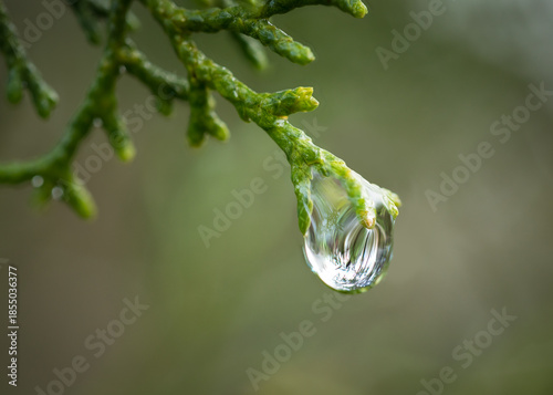 Close up of a raindrop at the end of a green branch on a Cypress tree in a garden in France