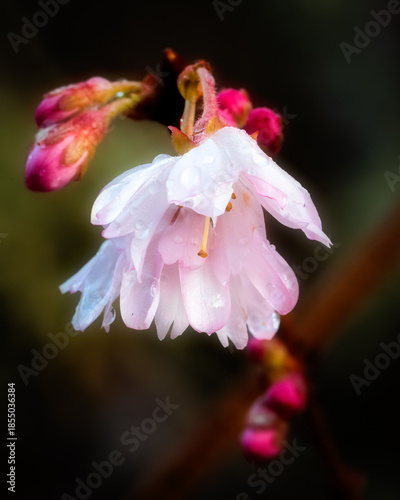 Close up of raindrops on pink blossom and buds