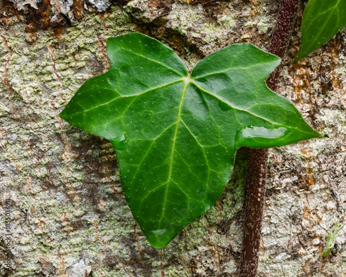 Close up of an Ivy leaf against the bark of a tree