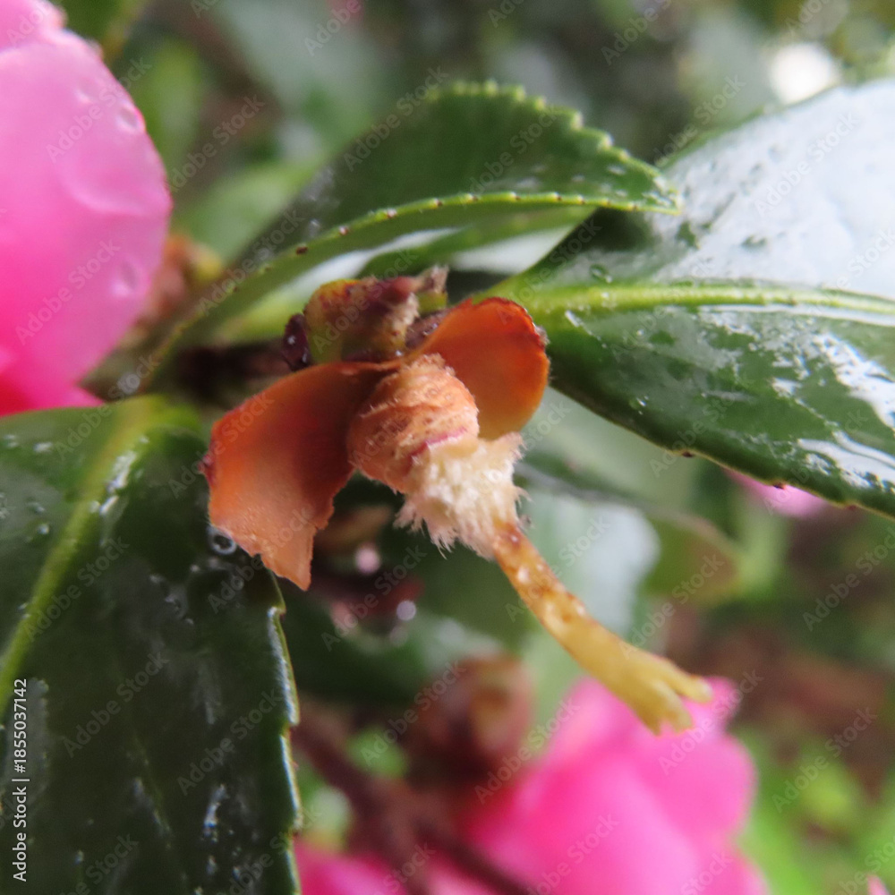 Obraz premium 日本で冬にサザンカがピンクと白の花を咲かせています