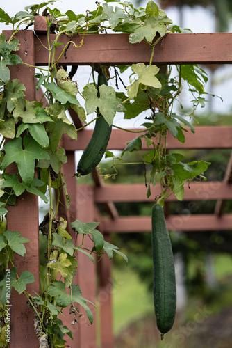 immature luffa gourds growing on a trellis on a farm in kauai, Hawaii