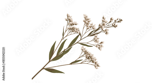 Delicate sprig of dried white flowers with slender green leaves isolated on a plain white background for floral arrangements.