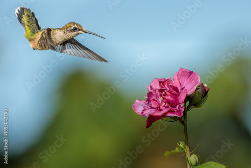 A female or juvenile Ruby Throated Hummingbird feeds on a pink, double blossomed, Rose of Sharon flower on a late summer morning.
