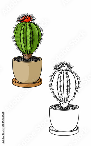 cactus with red flower plant in pot coloring page. Plant education for kids