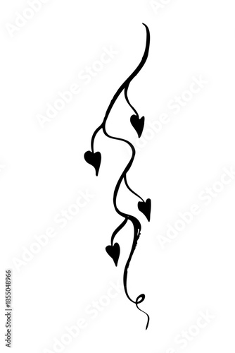 Minimalist hand drawn ink sketch of a winding vine with small heart shaped leaves. Elegant black brush stroke of a climbing plant or floral branch isolated on white