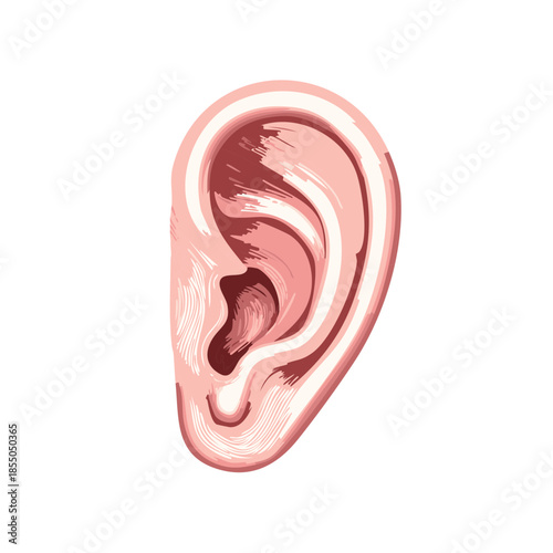 Human Ear Anatomical Illustration Body Part External Auditory Organ Sketch Style Medical Diagram