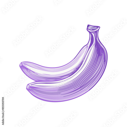 Engraved illustration of two bananas, purple sketch, line drawing, fresh fruit still life, botanical art, food design element