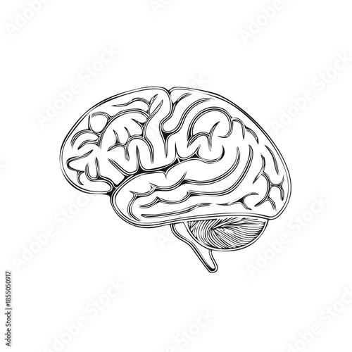 Detailed anatomical illustration of human brain in profile, monochrome medical diagram for educational use, line art