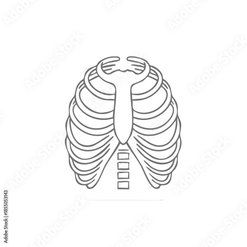 Detailed linear illustration showcases ribs, sternum, and vertebrae for medical or anatomical reference with subtle shading and fine detail