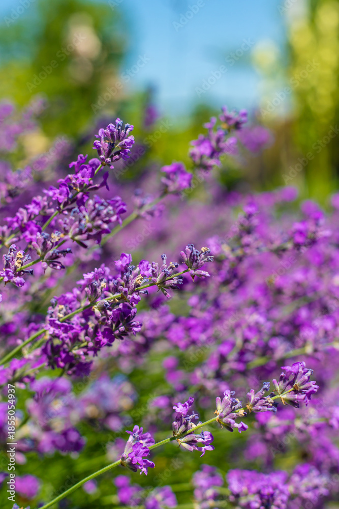 Obraz premium Lavender blooms in the garden. Selective focus.