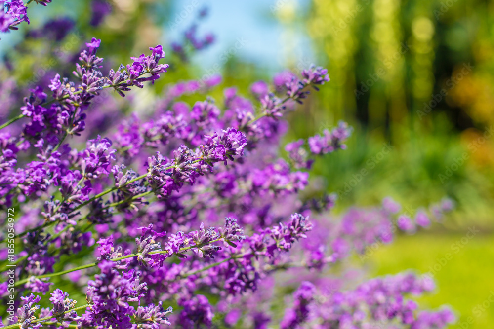 Obraz premium Lavender blooms in the garden. Selective focus.