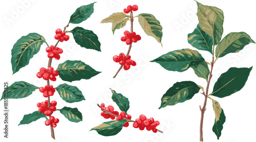 Collection of coffee branches with red berries and green leaves, hand drawn vector illustration