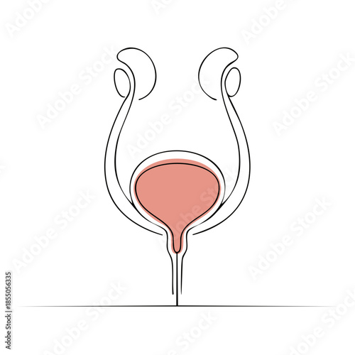 Medical Illustration of the Human Urinary System with Kidneys, Ureters, Bladder, and Urethra