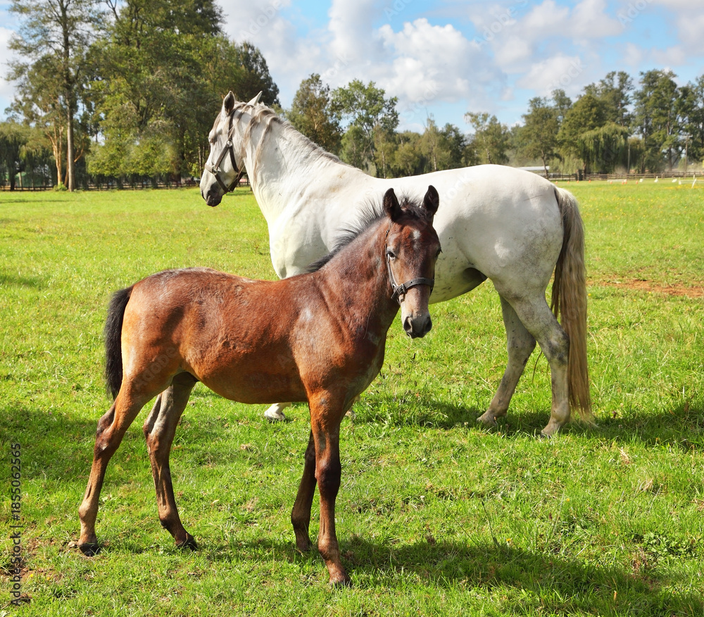Fototapeta premium White horse with his bay colt