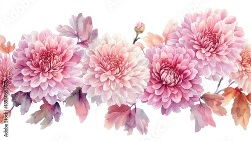 adorable watercolor chrysanthemum flowers, white background