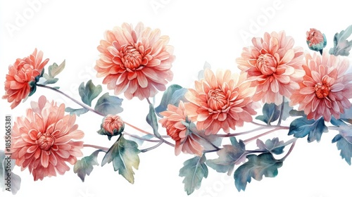 adorable watercolor chrysanthemum flowers, white background