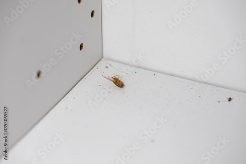 A dead brown cockroach lies upside down on a filthy, dusty white kitchen cabinet shelf, highlighting serious household pest problems and hygiene concerns