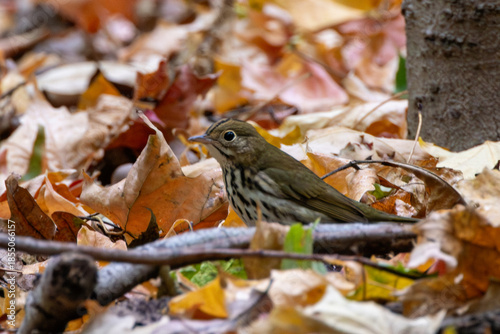 Ovenbird (Seiurus aurocapilla) - Native to the deciduous forests of North and Central America