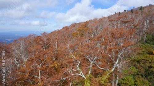 Panoramic view of vibrant red and orange autumn leaves on Moriyoshi Mountain Akita. Experience the stunning seasonal beauty from a cable car.