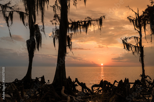 Fényképezés Cypress Trees at Hazy Sunset