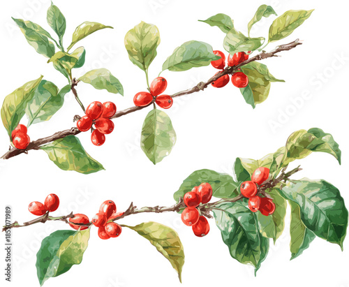 2 sets of tree branches with red berries and green leaves isolated on white background, flat design, watercolor vector illustration