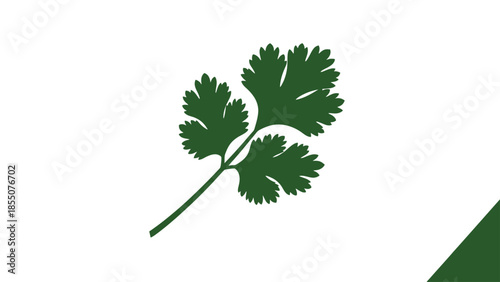 Green Cilantro Leaves Silhouette Isolated on White Background