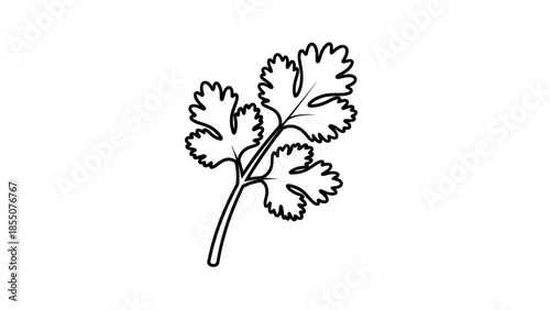 Cilantro Leaf Line Art Drawing