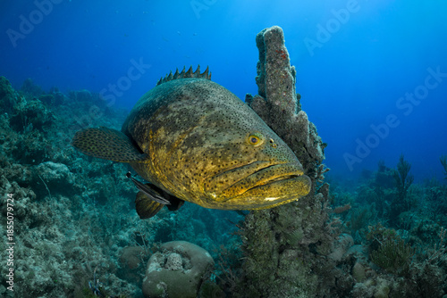 Goliath Grouper on Reef