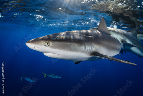 Silky Shark near surface