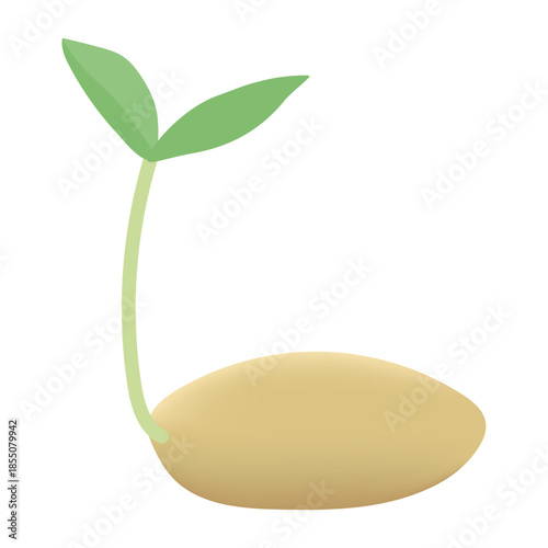 発芽した種のイラスト