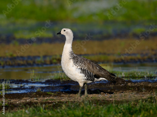 Male Upland Goose Standing by Wetlands in Natural Habitat