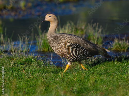 Female Upland Goose Standing by Wetlands in Natural Habitat
