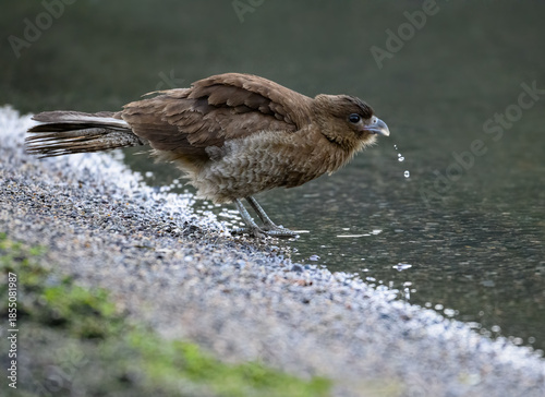 Chimango Caracara Drinking Water by the Shoreline