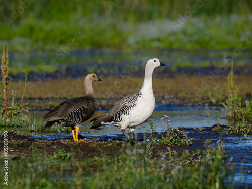 Male and Female Upland Goose Standing by Wetlands in Natural Habitat