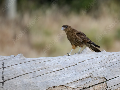 Chimango Caracara Walking on Weathered Log in Natural Habitat