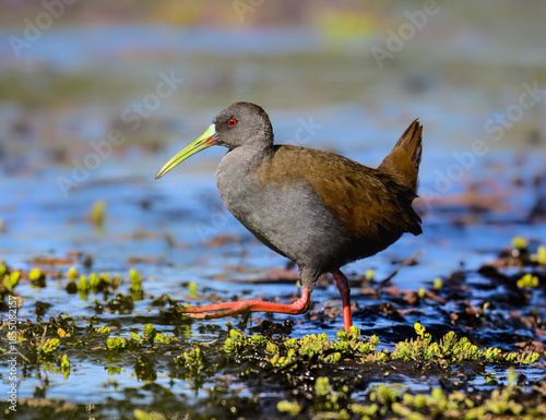 Plumbeous Rail foraging on Water's Edge in Wetland
