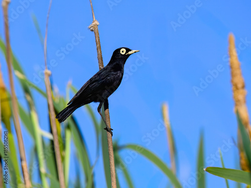 Male Spectacled Tyrant Perched on Rusty Pole Against Clear Blue Sky