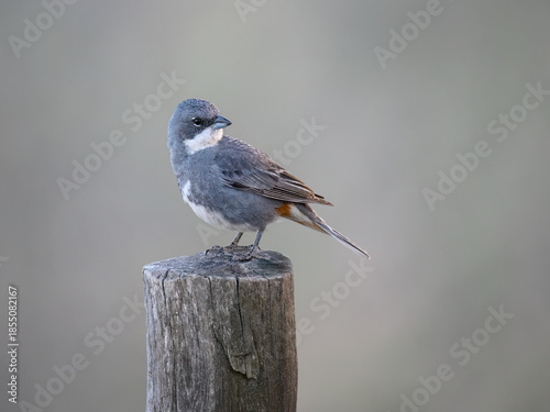 Diuca Finch Perched on Weathered Post in Soft Light