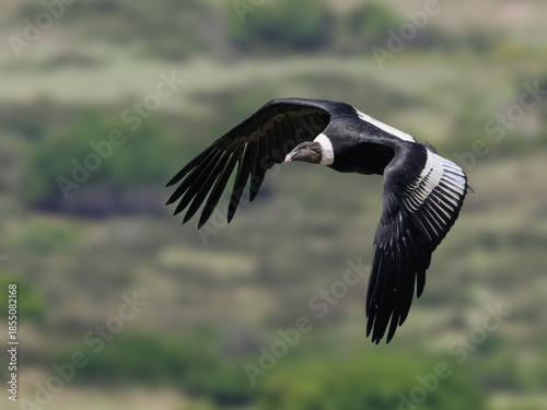 Andean Condor Soaring Over Green Mountain Landscape