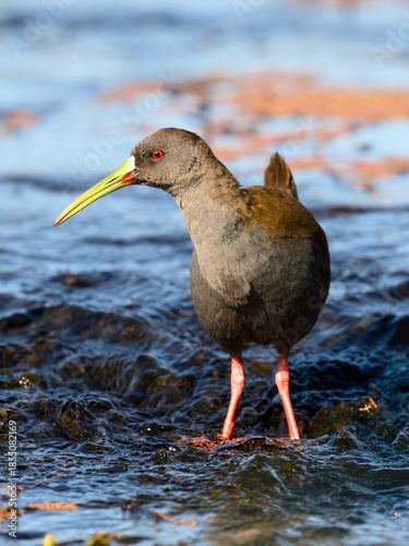 Plumbeous Rail foraging on Water's Edge in Wetland