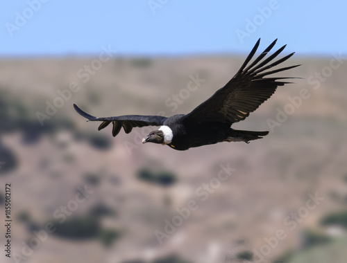 Andean Condor Soaring Over Green Mountain Landscape