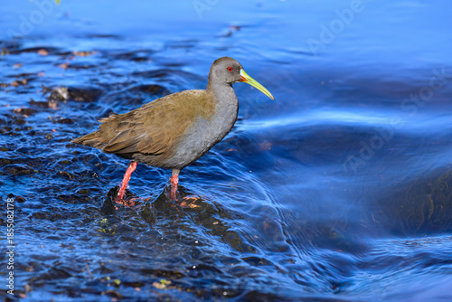 Plumbeous Rail foraging on Water's Edge in Wetland