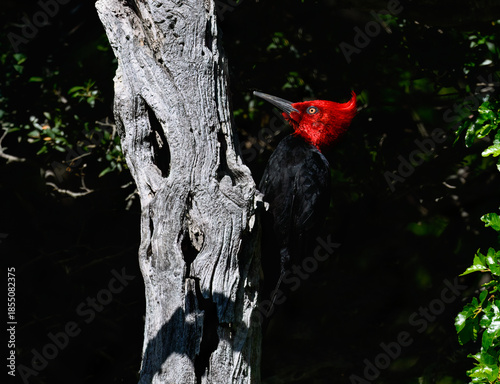 Male Magellanic Woodpecker foraging on Decayed Tree Trunk