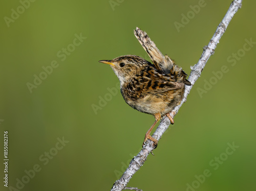 Grass Wren Perched on Branch in Lush Green Habitat