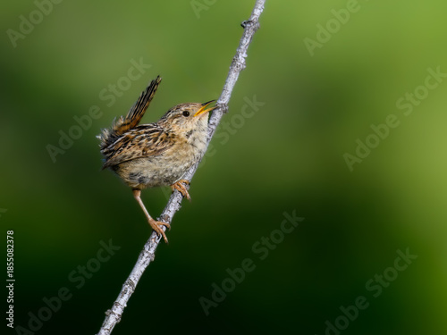 Grass Wren Perched on Branch in Lush Green Habitat