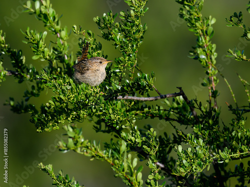 Grass Wren Perched Among Dense Green Shrubs in Soft Light