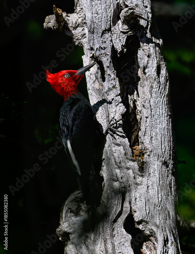 Male Magellanic Woodpecker foraging on Decayed Tree Trunk