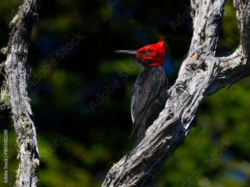 Male Magellanic Woodpecker foraging on Decayed Tree Trunk