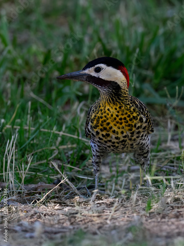Green-Barred Woodpecker Foraging on Grass